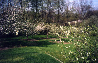 Back yard Blooms