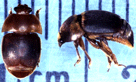 Beetle size