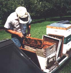 Beekeeper inspecting Hive
