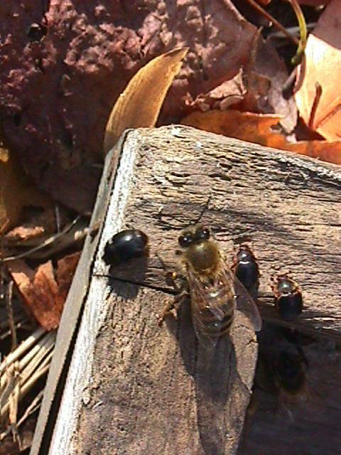 Beetle and Honey bee
