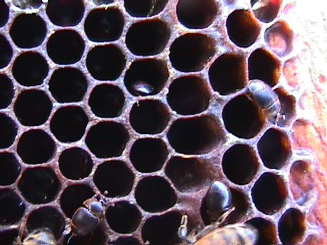 Honeycomb and Beetle
